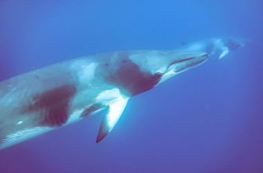 MInke Whale trips back for 2023