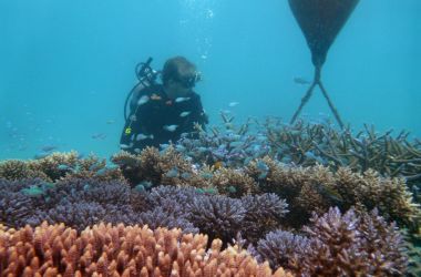 Spotlight on Coral Nurturing