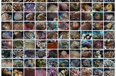 Amazing coral diversity at Agincourt Reef 3