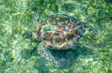 Turtley Terrific by Two - Danny and Portia back in the wild