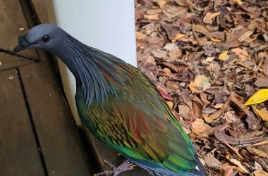 VIP bird on Green Island - Emerald, the Nicobar pigeon a relative to the extinct Dodo!