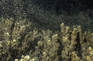 Coral recruitment and spawning research