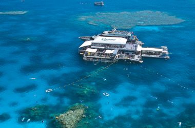 Amazing coral diversity at Agincourt Reef 3