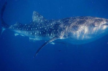 When a six metre whale shark stops by to say hello