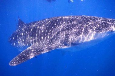 When a six metre whale shark stops by to say hello
