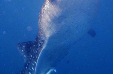 When a six metre whale shark stops by to say hello