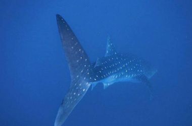 When a six metre whale shark stops by to say hello