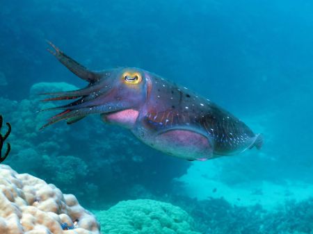 Giant Cuttlefish - the chameleon of the sea