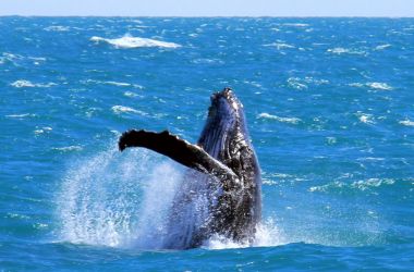 Breaching Humpbacks and a cheeky Giant Petrel