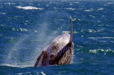 Breaching Humpbacks and a cheeky Giant Petrel