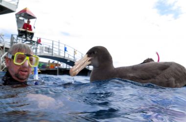 Breaching Humpbacks and a cheeky Giant Petrel