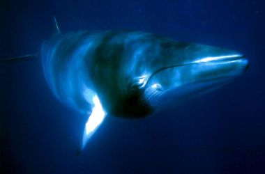 New Ribbon Reef minke whale trips with Pro Dive Cairns