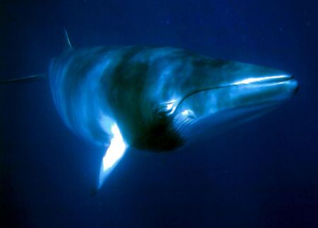 Minke whales