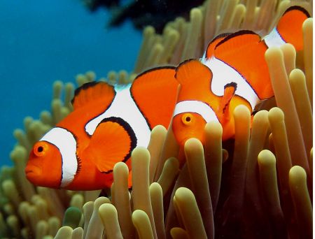 Clownfish