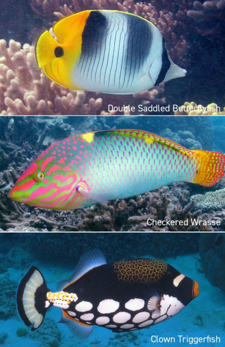 Did you know fish communicate by colour?
