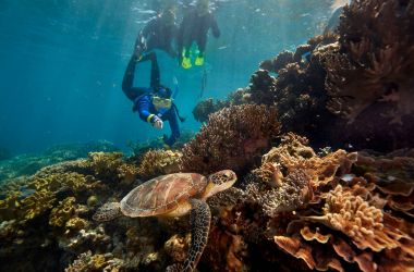 Turtle research at Quicksilver's Agincourt Reef platform