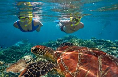 Turtle research at Quicksilver's Agincourt Reef platform