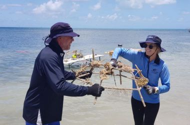 Reef restoration project delivers thriving marine habitat