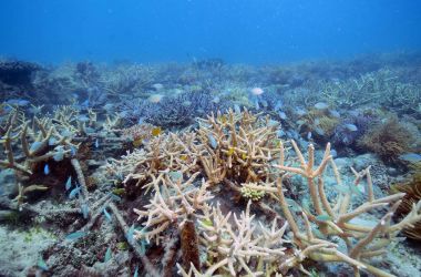 Reef restoration project delivers thriving marine habitat
