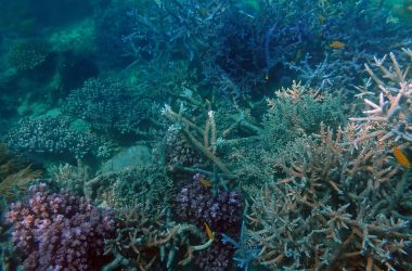 Reef restoration project delivers thriving marine habitat