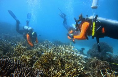 Reef restoration project delivers thriving marine habitat