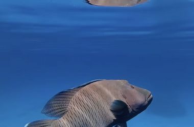 Winter on the Great Barrier Reef!